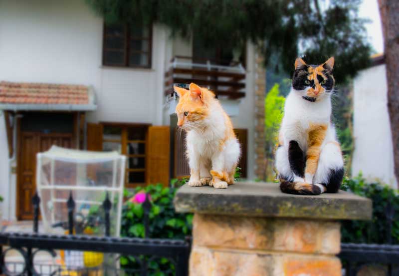 Büyükada, Büyükada kediler, Kedi büyükada