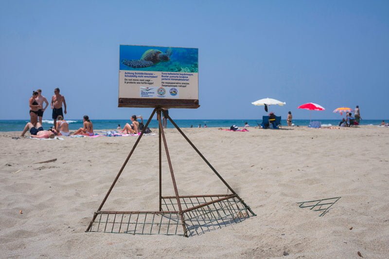 Deniz kaplumbağaları patara, Patara Kaplumbağa, Patara Caretta