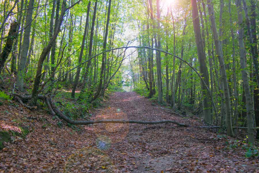 Polonezköy, Polonezköy Tabiat Parkı Hakkında Bilgi, Polonezköy Tabiat Parkı bilgi