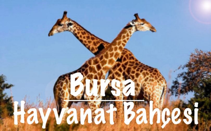 Hayvanat Bahçesi, Bursa hayvanat bahçesi, Bursa hayvanat bahçesi hakkında bilgi, Bursa hayvanat bahçesi nerede, Bursa hayvanat bahçesi nasıl gidilir, Bursa hayvanat bahçesi giriş ücreti, Bursa hayvanat bahçesi ziyaret saatleri, Bursa hayvanat bahçesi hayvanları